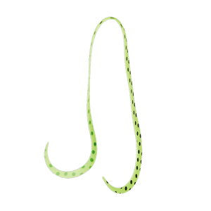 がまかつ(Gamakatsu) 桜幻 シリコンネクタイ マルチミディアムカーリー #36 チャート×ブラックスポット 19311