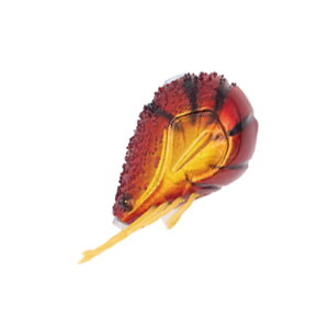 GEECRACK(W[NbN) CVʃX[ 100g #002 bhS[hGr