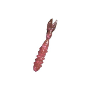 LEVEL6(xN) bL[S29}CN #41fu