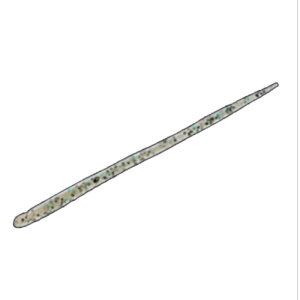 NORIES(�m���[�Y) F-�T���X���g�[�i�����g�p�b�N 3�C���` 066 �k�}�G�r 10700