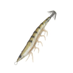 GEECRACK(�W�[�N���b�N) �C�V�� 68mm #075 �N���}�G�r