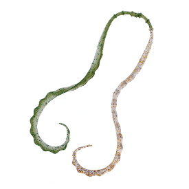 がまかつ(Gamakatsu) 桜幻 3D ソフトネクタイ #25 クリアグリーン×クリアゴールド 19315-25-0