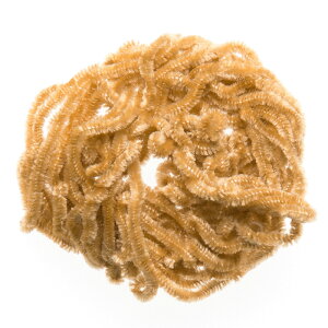 �y1/5�� �ő�2,000�~OFF�z �e�B���R(TIEMCO) TMC �����e�B�[ �V�F�j�[�� L 11 �^�� 066541403011