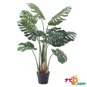 モンステラ おしゃれ 観葉植物の人気商品 通販 価格比較 価格 Com