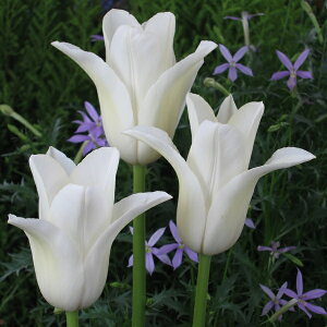 `[bv@@zCgX@V7@4@菤i