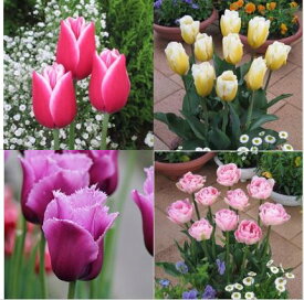 楽天市場 チューリップ 品種の通販