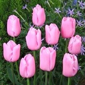 チューリップ　球根　ピンクダイアモンド　4球入