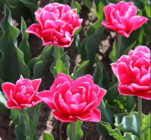 `[bv@@zt@V13@4@@菤i