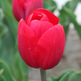 チューリップ　球根　レッドパワー　5球入