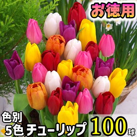 送料無料【お徳用】チューリップ　球根100球入　（色別5色各20球）
