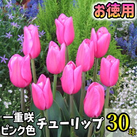 【お徳用】チューリップ　球根　ピンク色30球入