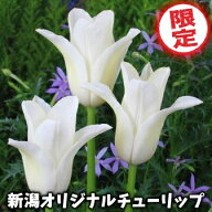 チューリップ　球根　ホワイトスワン　新潟7号　4球入　限定商品
