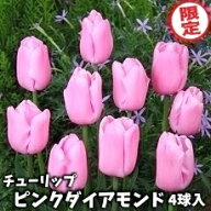 チューリップ　球根　ピンクダイアモンド　4球入