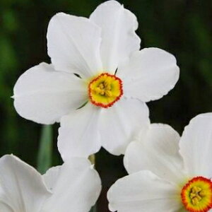 スイセン 球根 アクティア 2球入