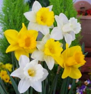 スイセン 球根 ラッパ咲 混合 5球入