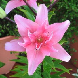 楽天市場 八重 ユリ 球根 ガーデニング 農業 花 ガーデン Diyの通販