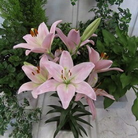 楽天市場 Laユリの通販