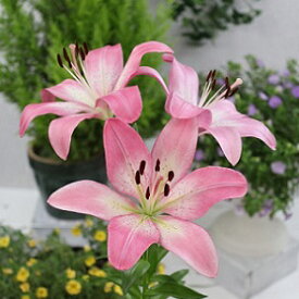 楽天市場 Laユリの通販