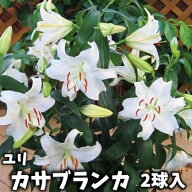 オリエンタルユリ　球根　カサブランカ　2球入