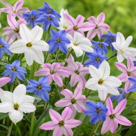 アイフェイオン　球根　ミックス　　10球入