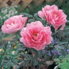 牡丹 ボタン　桃色　1株