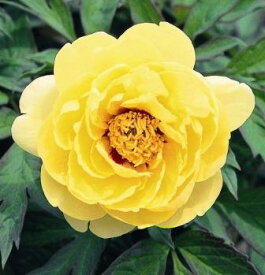 牡丹 ボタン　黄色　1株　根巻