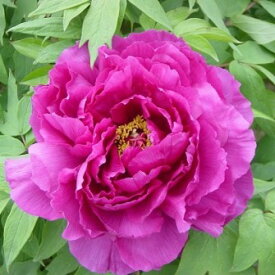 牡丹 ボタン　紫色　1株