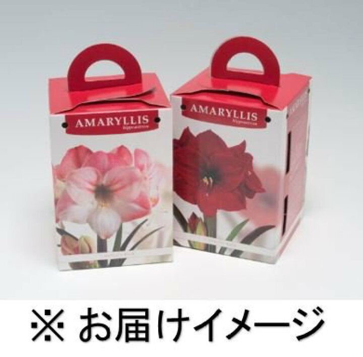 楽天市場 アマリリス八重咲 白 1球鉢入 新潟県花卉球根農業協同組合