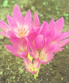 楽天市場 コルチカム 花の通販