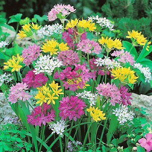 アリウム 球根 混合 10球入