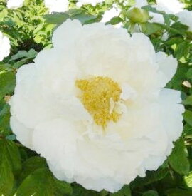 牡丹 ボタン　白色　1株