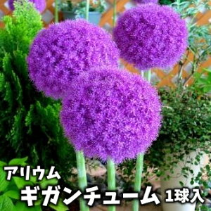 �A���E���@�����@�M�K���`���[���@1����