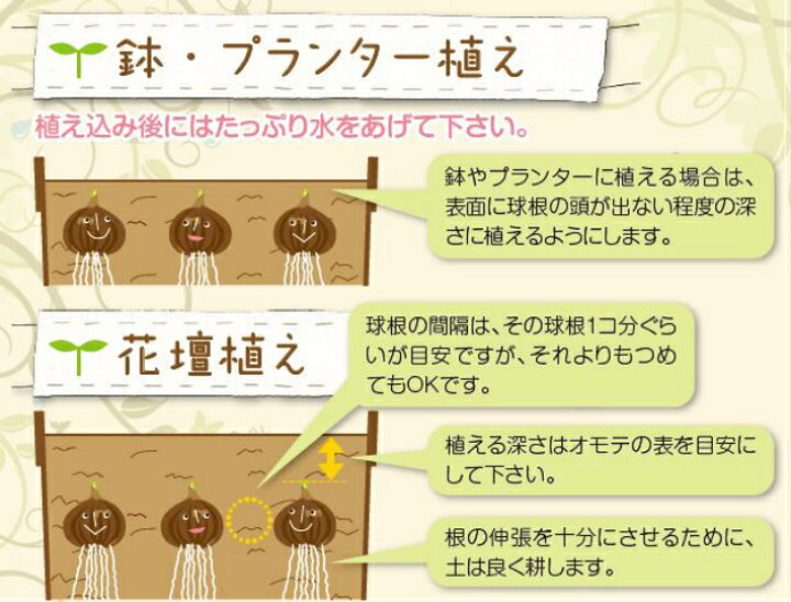 楽天市場 チューリップ 球根 ピンクインプレッション ５球入 新潟県花卉球根農業協同組合