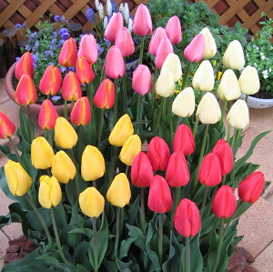 yz`[bv@@d@p@ 50@5FZbg