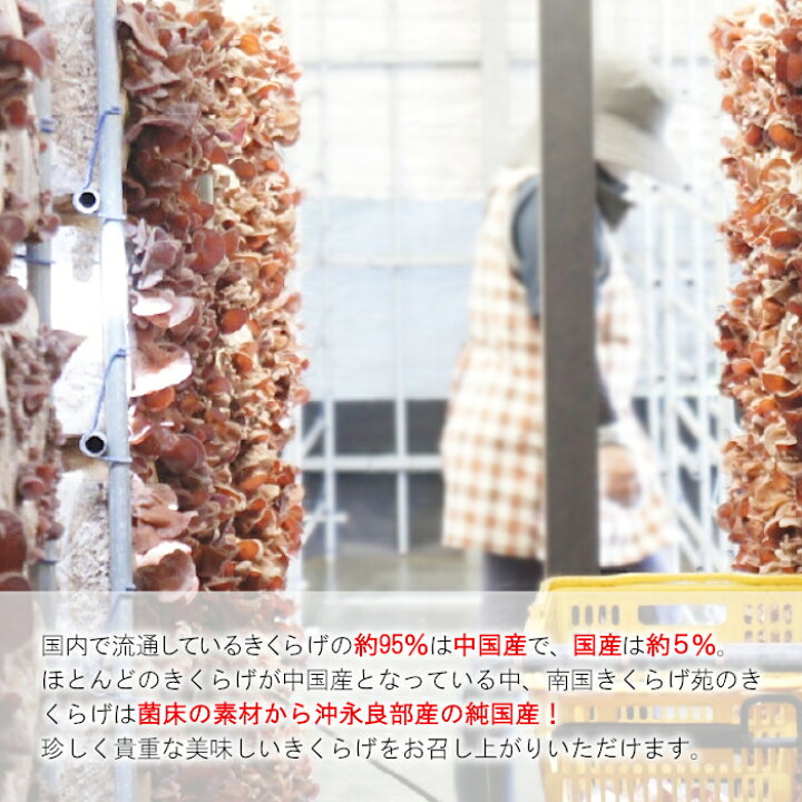 楽天市場】\1000円ポッキリ 送料無料/ 沖永良部産 南国きくらげ ホール 20g×2袋 国産 鹿児島県産 木耳 キクラゲ きくらげ 日本産 純国産 健康 食物繊維 ビタミン 1,000円 千円 1000円 おうち時間 買い回り お買い物マラソン スーパーセール:j01 : 四季彩マルシェ 山村 ... 楽天市場】\1000円ポッキリ 送料無料/ 沖永良部産 南国きくらげ ホール 20g×2袋 国産 鹿児島県産 木耳 キクラゲ きくらげ 日本産 純国産 健康 食物繊維 ビタミン 1,000円 千円 1000円 おうち時間 買い回り お買い物マラソン スーパーセール:j01 : 四季彩マルシェ 山村 ...