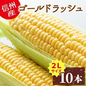 朝採れ 産地直送 ゴールドラッシュ 2Lサイズ 10本入り 長野県産 とうもろこし 新鮮 朝採 産直 甘い 美味しい 新鮮 野菜 トウモロコシ スイートコーン コーン 農家直送 ご当地 特産 お取り寄せ お買い物マラソン マラソン：c17