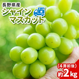 ぶどう 長野県産 シャインマスカット 約2kg (4房前後) 種なし 皮ごと 種なしぶどう 葡萄 ブドウ マスカット 果物 くだもの フルーツ 豊丘村 産地直送 産直 旬の果物 贈り物 ギフト プレゼント 贈答用 大粒 甘い クール便 冷蔵配送 ：c178