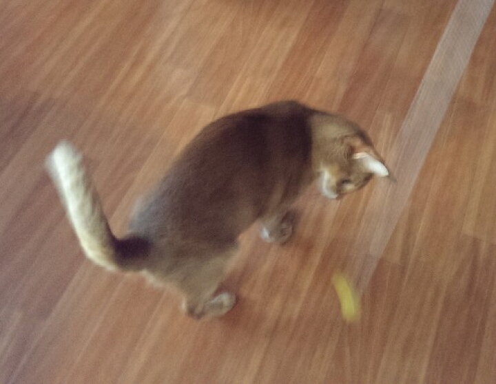 楽天市場 送料無料 Necono 猫 おもちゃ ボール フェルトボール コロコロボール 50個入り アソート ウール100 猫 おもちゃ ボール 手作り ネコ 緑 茶 紫 黄 ピンク 水色 あずき グレー 雑貨 Necono 楽天市場 送料無料 Necono 猫 おもちゃ ボール フェルトボール コロコロボール 50個入り アソート ウール100 猫 おもちゃ ボール 手作り ネコ 緑 茶 紫 黄 ピンク 水色 あずき グレー 雑貨 Necono