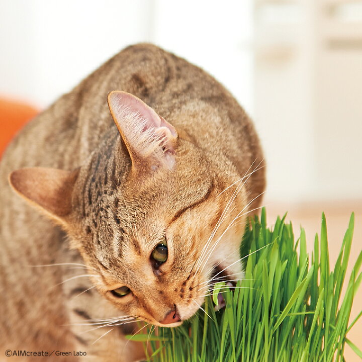 楽天市場 Greenlabo 犬と猫が好きな草の栽培セット 猫用品 猫草 ねこ草 ネコ草 キャットグラス 健康食 毛玉 ヘアボール ねこ ネコ 子猫 Necosekai 楽天市場店 楽天市場 Greenlabo 犬と猫が好きな草の栽培セット 猫用品 猫草 ねこ草 ネコ草 キャットグラス 健康食 毛玉 ヘアボール ねこ ネコ 子猫 Necosekai 楽天市場店