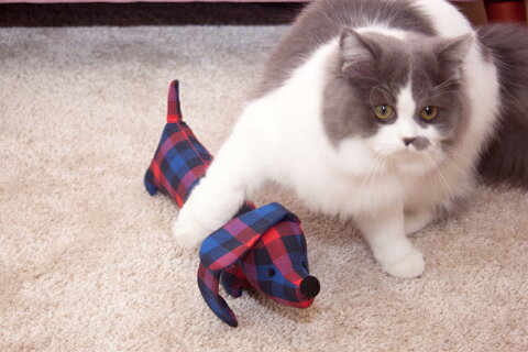 楽天市場 猫 犬 おもちゃ 一人遊び キッカー けりぐるみ 猫キック ストレス発散 猫用 またたび不使用で安心安全 けりけりぐるみ 玩具わんこにもどうぞ 小型犬 Neco To Ohiruneオリジナル 同梱ok 蹴りぐるみ ネコ にゃんこ おもちゃ Neco To Ohirune ねことおひるね