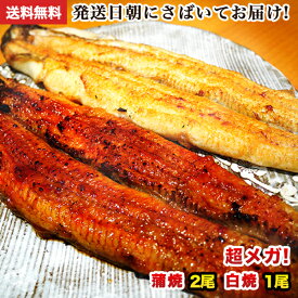 国産 うなぎ 蒲焼き 朝じめ活鰻 特大蒲焼き2尾・白焼き1尾 約540~600g 発送日に焼き上げ発送 ［2-3人前］ 食べ物 誕生日 お祝い 内祝い お返し 結婚内祝い 蒲焼 蒲焼き 国内産 食品 土用丑 うなぎ 国産 ウナギ 鰻 ギフト プレゼント グルメ 冷蔵 うなぎ蒲焼 敬老の日 ギフト