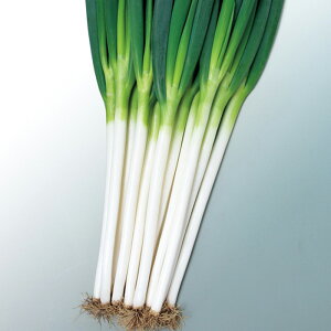 y[J[zĐ^ti[(SK2-038)yTJ^̃^lz R[g6000ylMQdiʌ[Jsjz