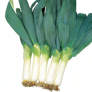 y[J[z鉺mcK yTJ^̃^lz 2dlylMQdiʌ[Jsjz