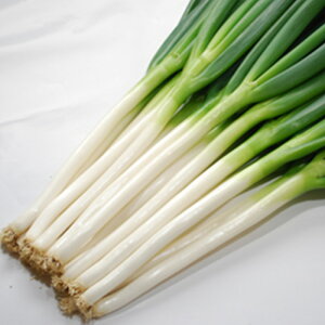 y[J[zPynӔ_z R[g6000ylMQdiʌ[Jsjz