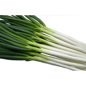 y[J[zЂ1ylA؁z R[g6000ylMQdiʌ[Jsjz