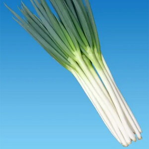 y[J[z͂̍ygL^cz 1dlylMQdiʌ[Jsjz