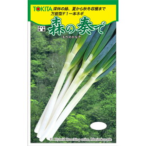 y[J[zX̑tŁygL^cz 1dl ylMQdiʌ[Jsjzyz