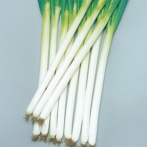 y[J[z~3yTJ^̃^lz R[g6000ylMQdiʌ[Jsjz