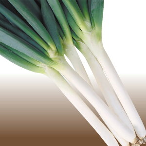 y[J[zȂׂS[h(TSX-521)ygL^cz 20mlylMQdiʌ[Jsjz