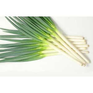 y[J[zylA؁z R[g6000ylMQdiʌ[Jsjz